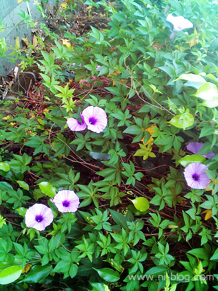 牵牛花