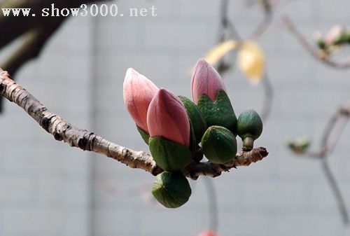 木棉花