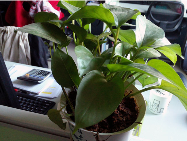 办公室里的植物