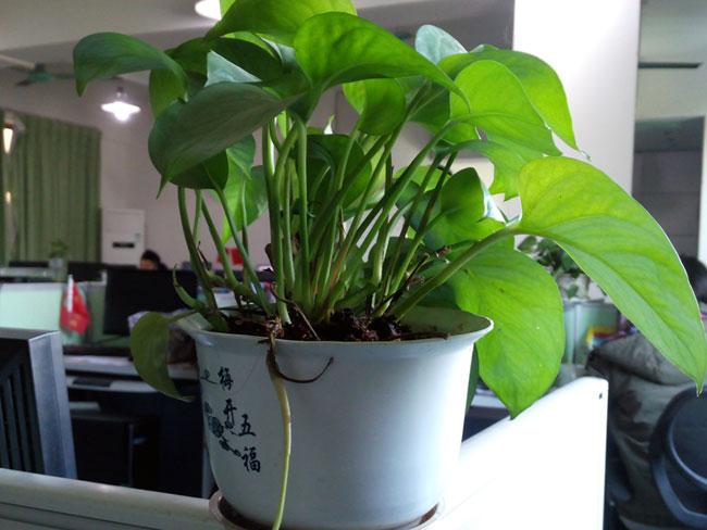 办公室里的植物