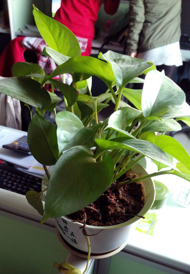 办公室里的植物
