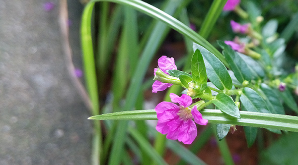 初夏的花