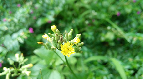 初夏的花