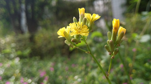 初夏的花