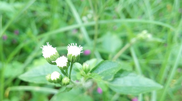 初夏的花