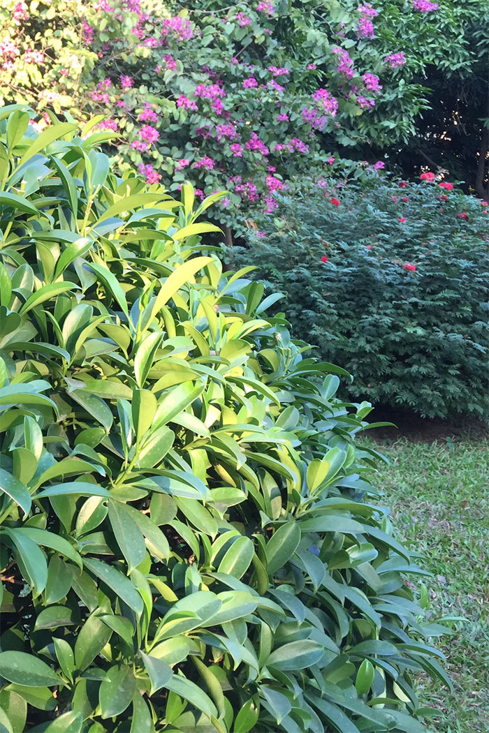 广州12月的阳光。
