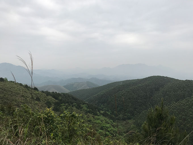 芦苇图片